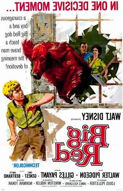 Big Red (1962) Disney Movie Review: Rediscover This Forgotten Classic Family Adventure! image 1 Image