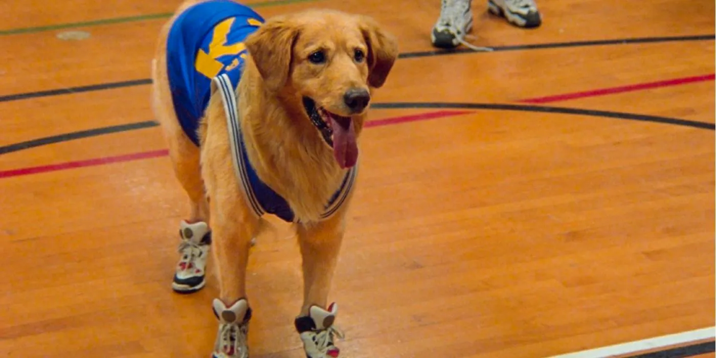 Buddy wearing sneakers and a jersey, playing basketball in the court in Air Bud Image