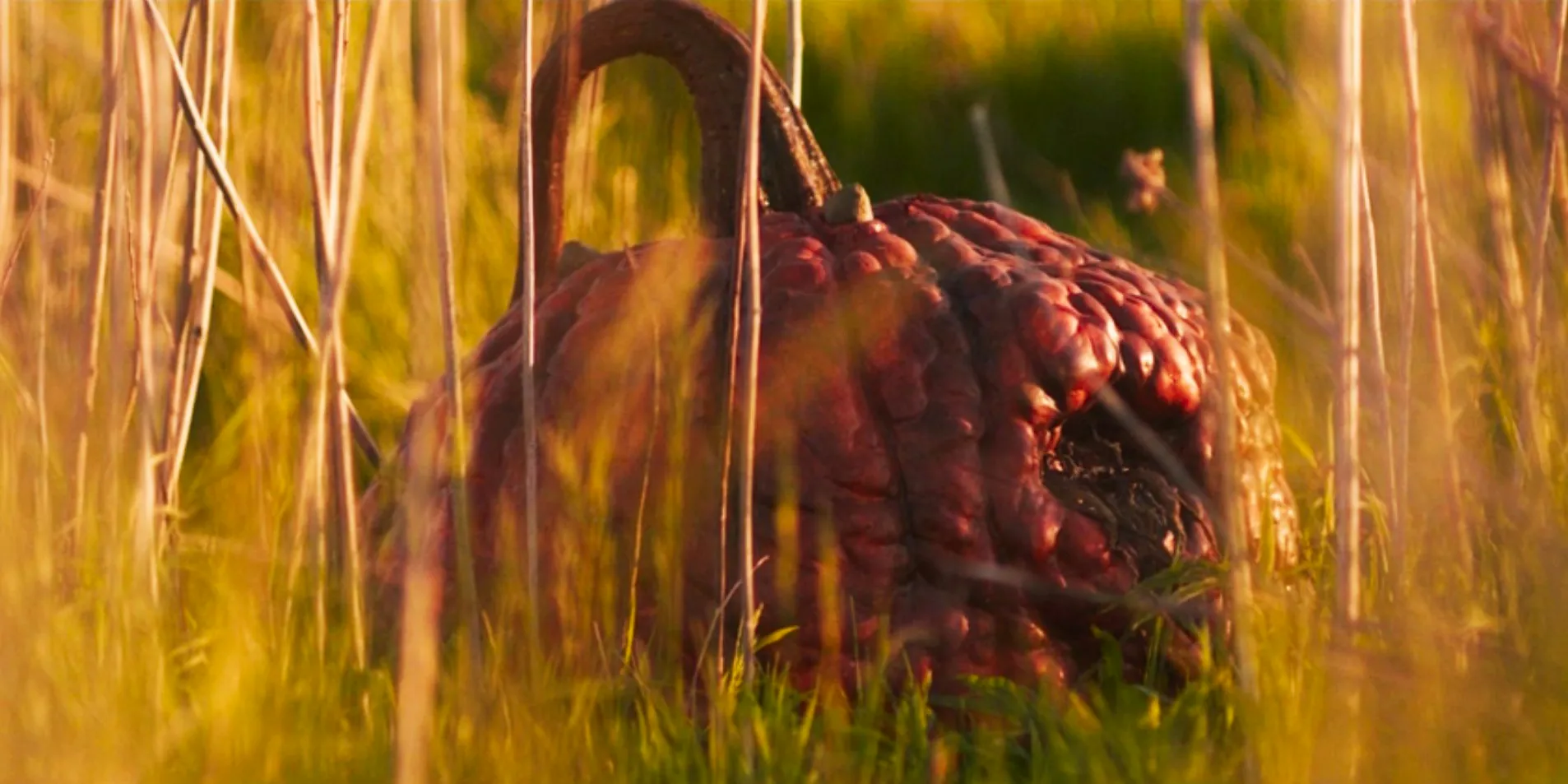 Carved the pumpkin in the field Image