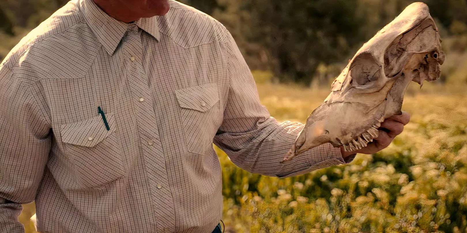 Cattle skull in Unsolved Mysteries volume 5 episode 3 Image