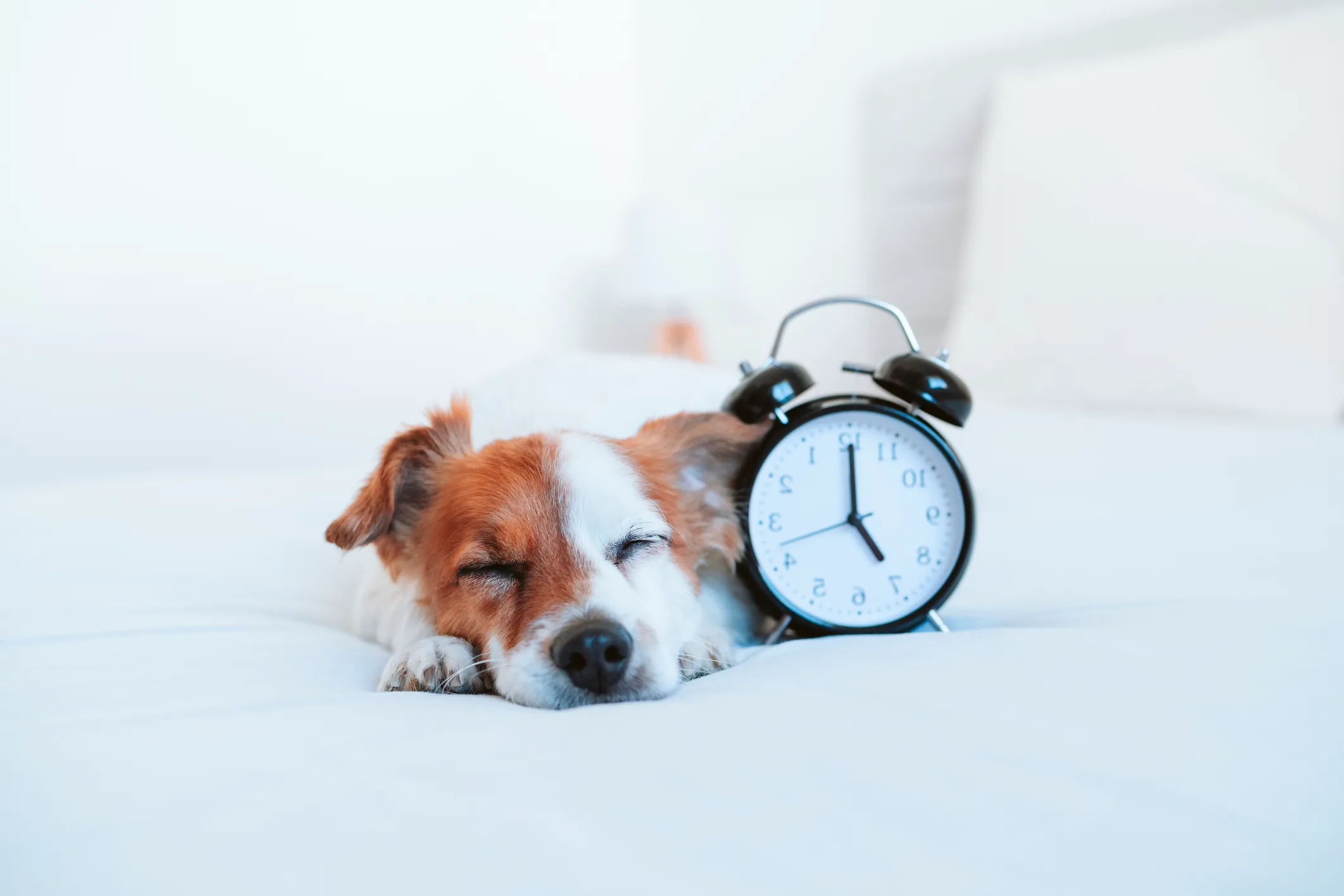 Daylight Saving: 3 Signs Your Dog Is Confused as Clocks Fall Back - Newsweek Image