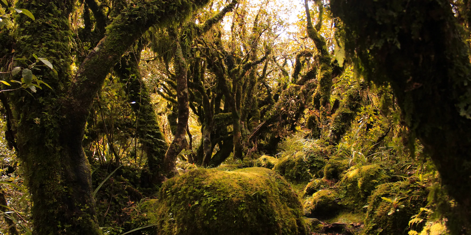 Fangorn Forest in Lord of the Rings Image