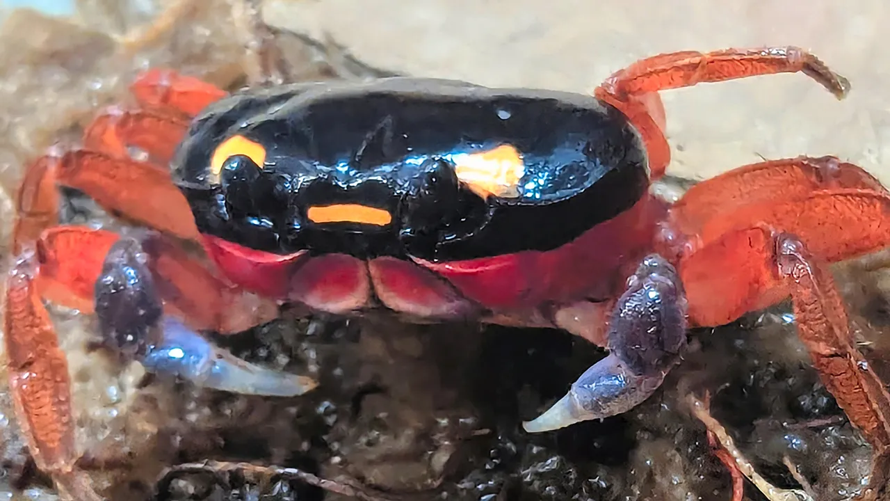 Halloween crab rescued at airport is now on display at zoo: 'Charming crustacean' Image