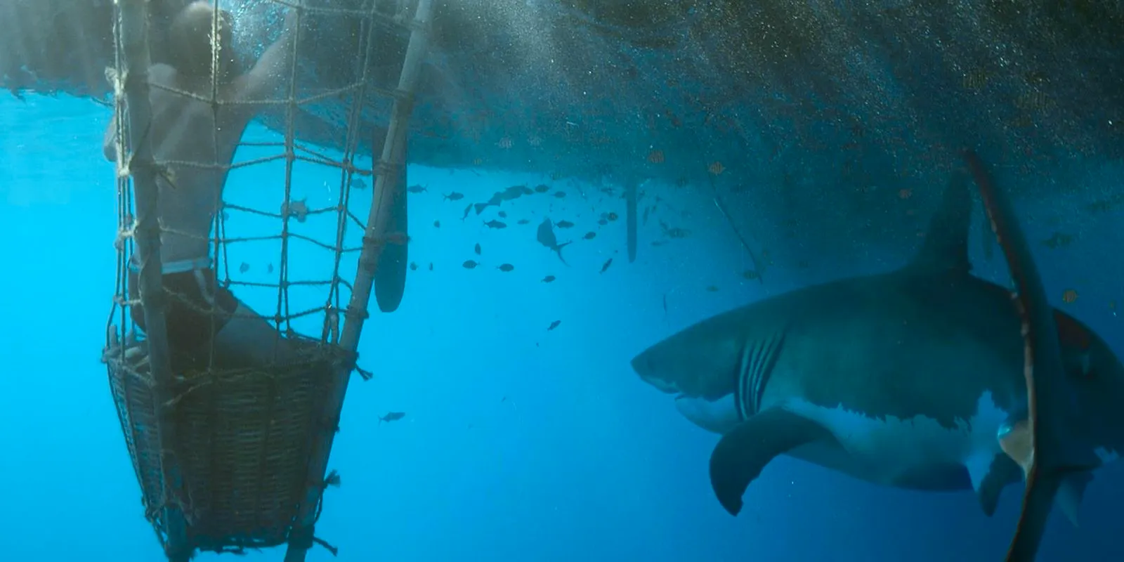 Kon-Tiki, directed by Roenberg a shark circles underwater ready to attack Image