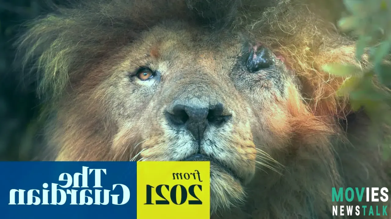 World Mourns Scarface!  The MOST Famous Lion's Peaceful Death at 14 - Heartbreaking Story Main Image