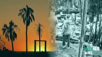 Paradise California: Fires, Films & the Human Spirit | A Guide