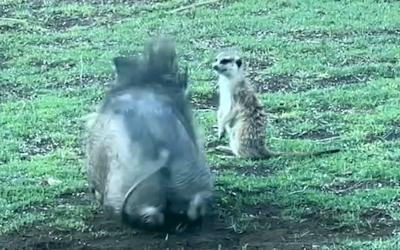 Meerkat Lion King: Timon & Pumbaa's Hilarious & Heartwarming Journey