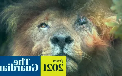 World Mourns Scarface!  The MOST Famous Lion's Peaceful Death at 14 - Heartbreaking Story