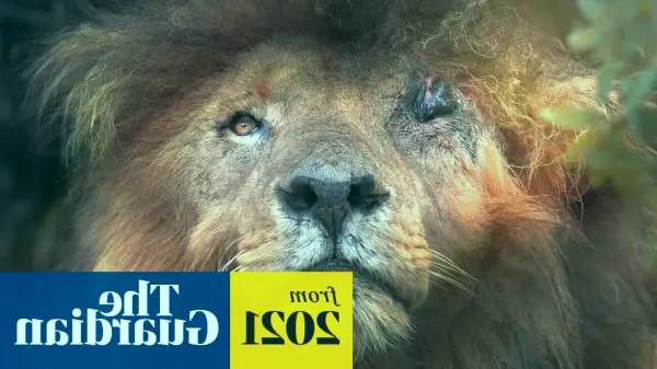 World Mourns Scarface!  The MOST Famous Lion's Peaceful Death at 14 - Heartbreaking Story